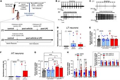 Single Subcutaneous Injection of Lysophosphatidyl-Choline Evokes ASIC3-Dependent Increases of Spinal Dorsal Horn Neuron Activity